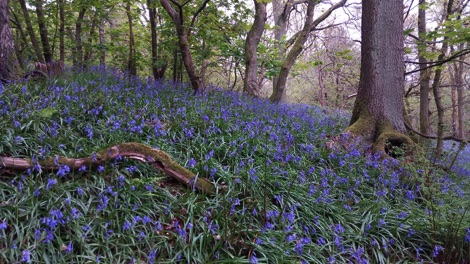 Old woodland with carpets of bluebells